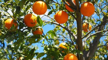 Discover the Sunny Taste of Sicily’s Red Oranges: A Delicious Experience Not to Be Missed!